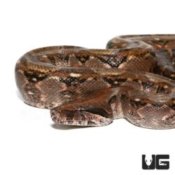 Awesome Adult Central American Boa for sale at the lowest prices only at Underground Reptiles. Ships Priority Overnight. Live Arrival Guarantee.