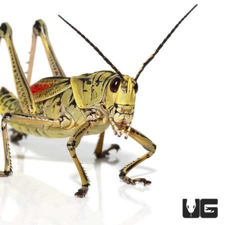 Adult Eastern Lubber Grasshopper For Sale - Underground Reptiles