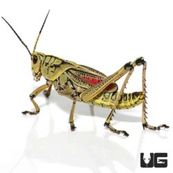 Adult Eastern Lubber Grasshopper For Sale - Underground Reptiles