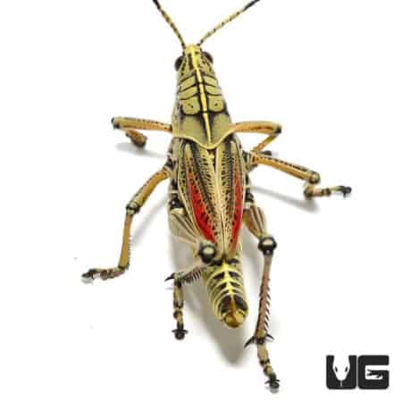 Adult Eastern Lubber Grasshopper For Sale - Underground Reptiles