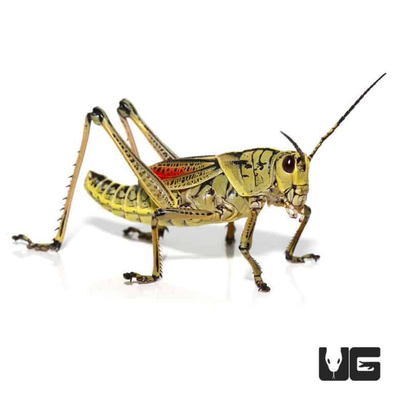 Adult Eastern Lubber For Sale Underground Reptiles