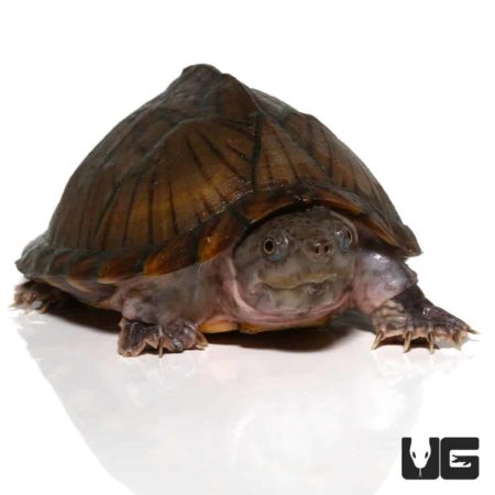 Adult Razorback Musk Turtles For Sale - Underground Reptiles