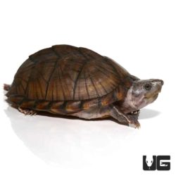 Adult Razorback Musk Turtles For Sale - Underground Reptiles