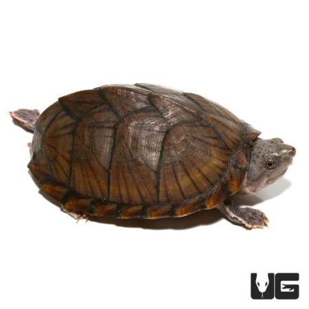 Adult Razorback Musk Turtles For Sale - Underground Reptiles