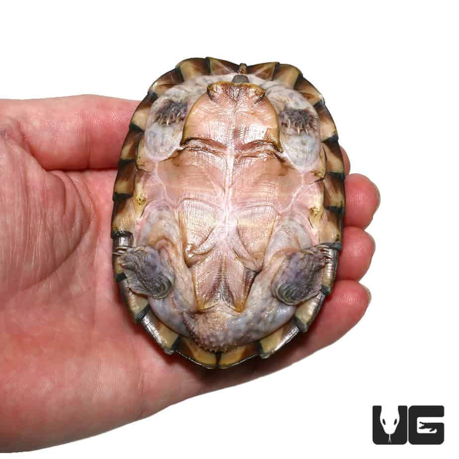 Adult Razorback Musk Turtles For Sale Underground Reptiles