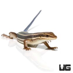 Blue Tailed Skinks For Sale - Underground Reptiles