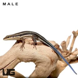 Blue Tailed Skinks For Sale - Underground Reptiles