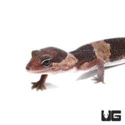 African Fat Tail Geckos For Sale - Underground Reptiles