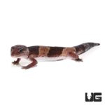 African Fat Tail Geckos For Sale - Underground Reptiles
