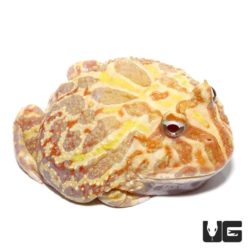 Adult Male Albino Pacman Frog For Sale - Underground Reptiles