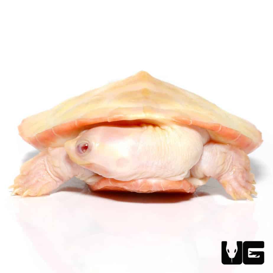 Albino Pinkbelly Sideneck Turtles for sale - Underground Reptiles