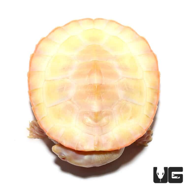 Albino Pinkbelly Sideneck Turtles for sale - Underground Reptiles