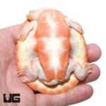 Albino Pinkbelly Sideneck Turtles for sale - Underground Reptiles