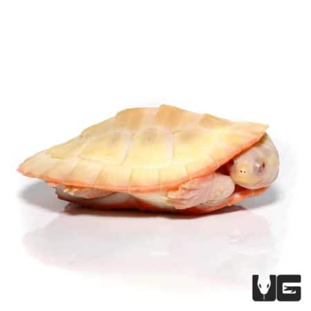 Albino Pinkbelly Sideneck Turtles for sale - Underground Reptiles