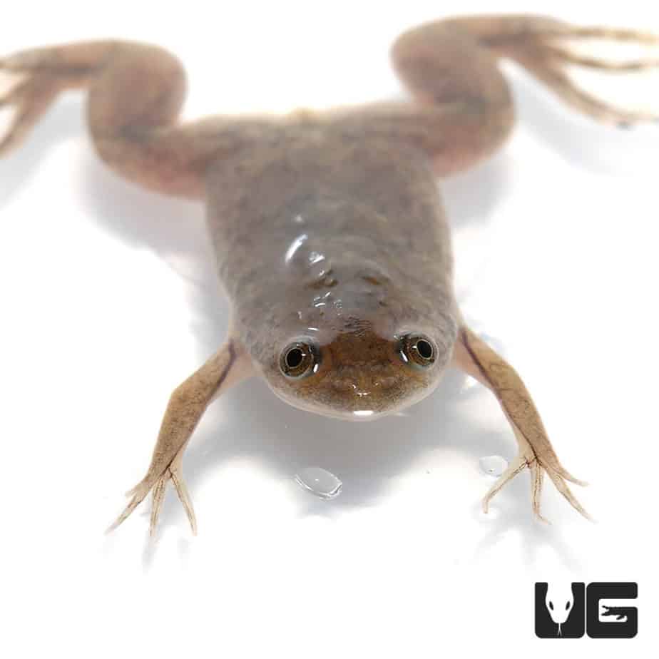 Baby African Clawed Frog (Xenopus laevis) For Sale - Underground Reptiles