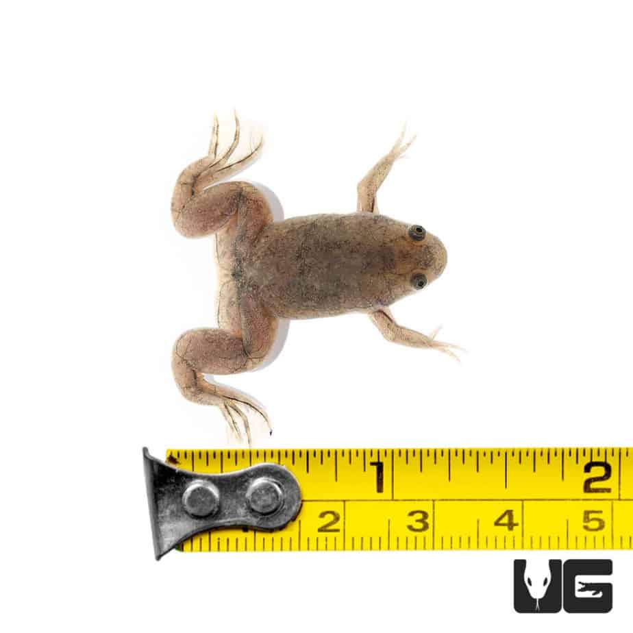 Baby African Clawed Frog (Xenopus laevis) For Sale - Underground Reptiles