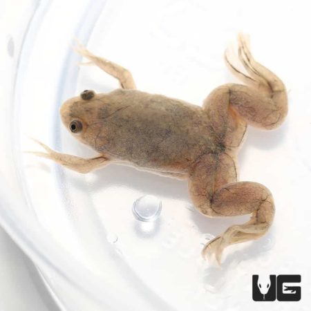 Baby African Clawed Frog For Sale - Underground Reptiles