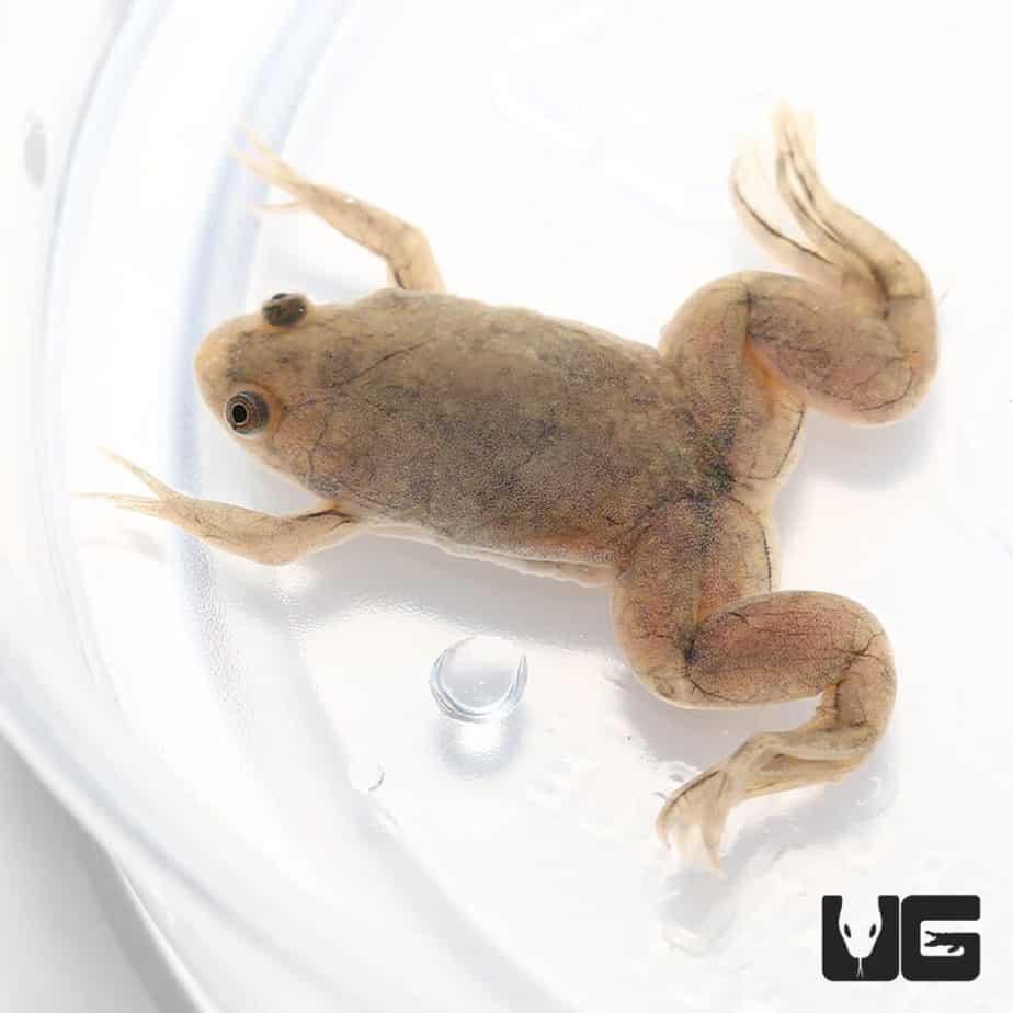 Baby African Clawed Frog (Xenopus laevis) For Sale - Underground Reptiles