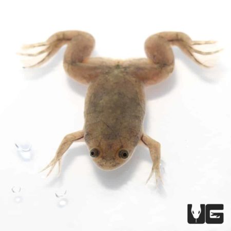 Baby African Clawed Frog For Sale - Underground Reptiles