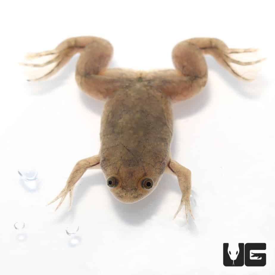 Baby African Clawed Frog For Sale Underground Reptiles