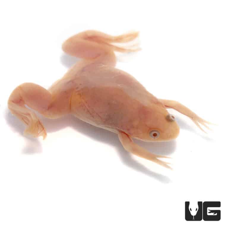 Baby Albino African Clawed Frog (Xenopus laevis) For Sale Underground