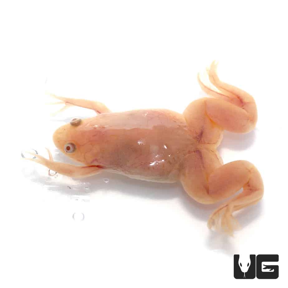 Albino store water frog