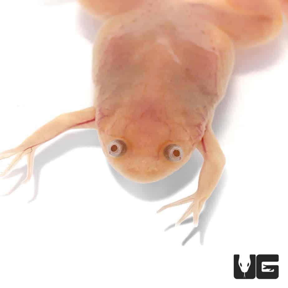 Baby Albino African Clawed Frog (Xenopus laevis) For Sale - Underground