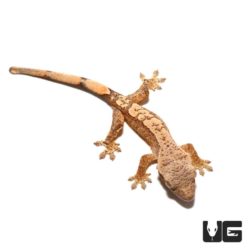 Baby Amber Harlequin Crested Gecko For Sale - Underground Reptiles