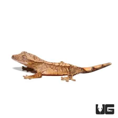 Baby Amber Harlequin Crested Gecko For Sale - Underground Reptiles