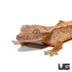 Baby Amber Harlequin Crested Gecko For Sale - Underground Reptiles