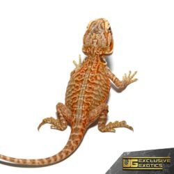 Baby Apricot Silky Bearded Dragon - Underground Reptiles