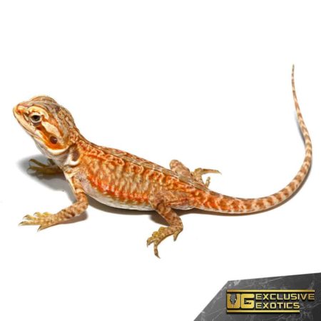 Baby Apricot Silky Bearded Dragon - Underground Reptiles
