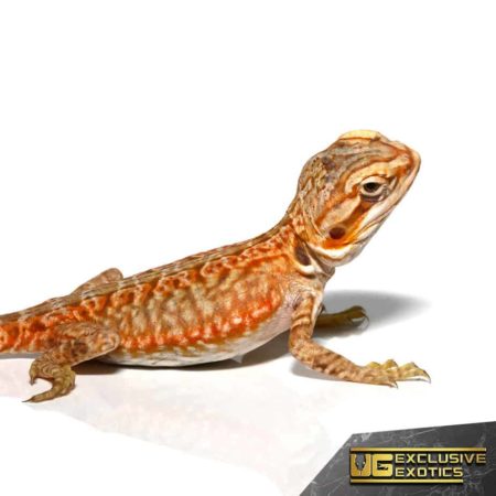 Baby Apricot Silky Bearded Dragon - Underground Reptiles