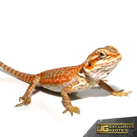 Baby Apricot Silky Bearded Dragon - Underground Reptiles