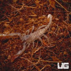 Baby Asian Forest Scorpions for sale - Underground Reptiles