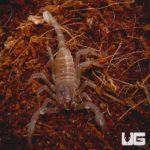 Baby Asian Forest Scorpions for sale - Underground Reptiles