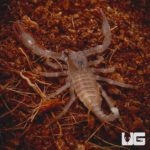 Baby Asian Forest Scorpions for sale - Underground Reptiles