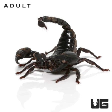 Baby Asian Forest Scorpions for sale - Underground Reptiles