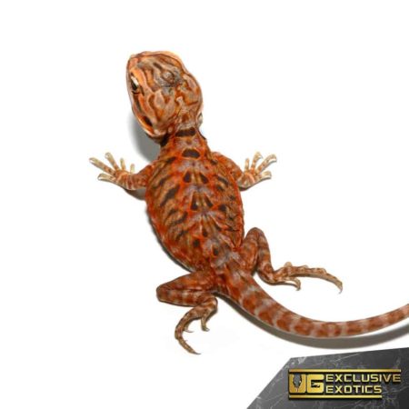 Baby Atomic Tangerine Silky Bearded Dragon - Underground Reptiles