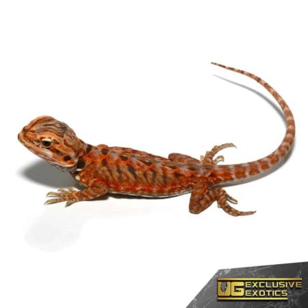 Baby Atomic Tangerine Silky Bearded Dragon - Underground Reptiles