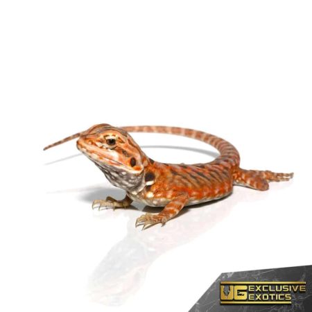 Baby Atomic Tangerine Silky Bearded Dragon - Underground Reptiles