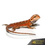 Baby Atomic Tangerine Silky Bearded Dragon - Underground Reptiles