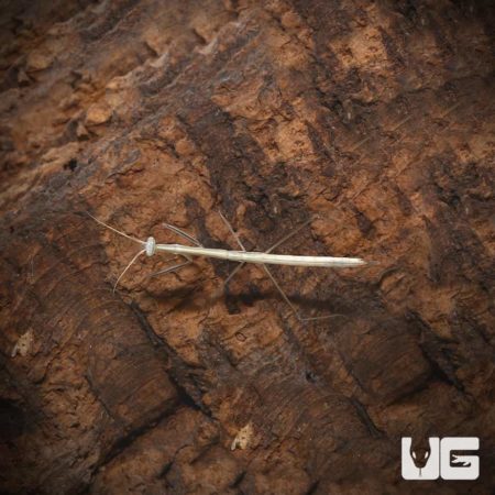 Baby Brunner's Praying Mantis For Sale - Underground Reptiles