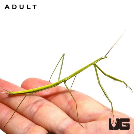 Baby Brunner's Praying Mantis For Sale - Underground Reptiles