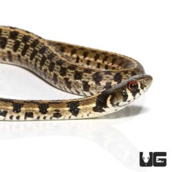 Baby Checkered Garter Snakes For Sale - Underground Reptiles
