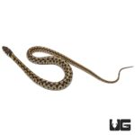 Baby Checkered Garter Snakes For Sale - Underground Reptiles