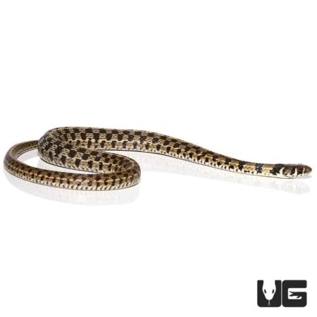 Baby Checkered Garter Snakes For Sale - Underground Reptiles