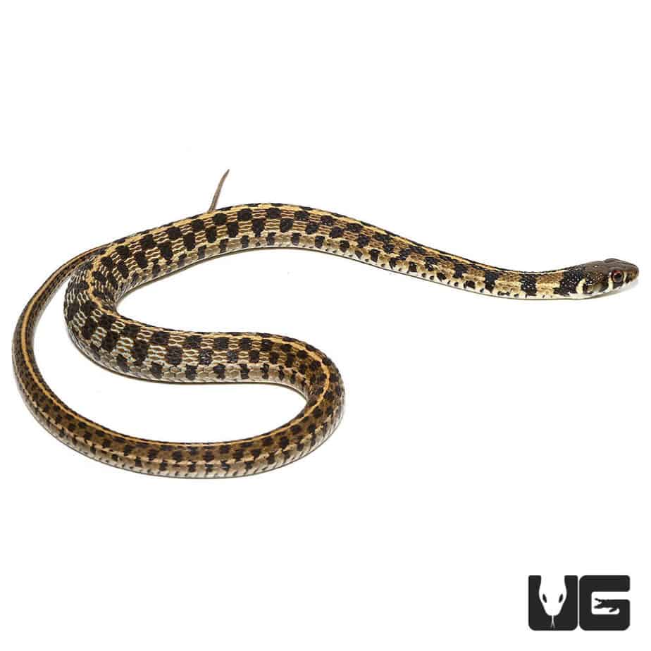 Baby Checkered Garter Snakes For Sale - Underground Reptiles