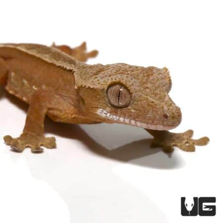 Baby Chocolate Phantom Harlequin Pinstripe Crested Gecko For Sale - Underground Reptiles
