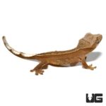 Baby Chocolate Phantom Harlequin Pinstripe Crested Gecko For Sale - Underground Reptiles